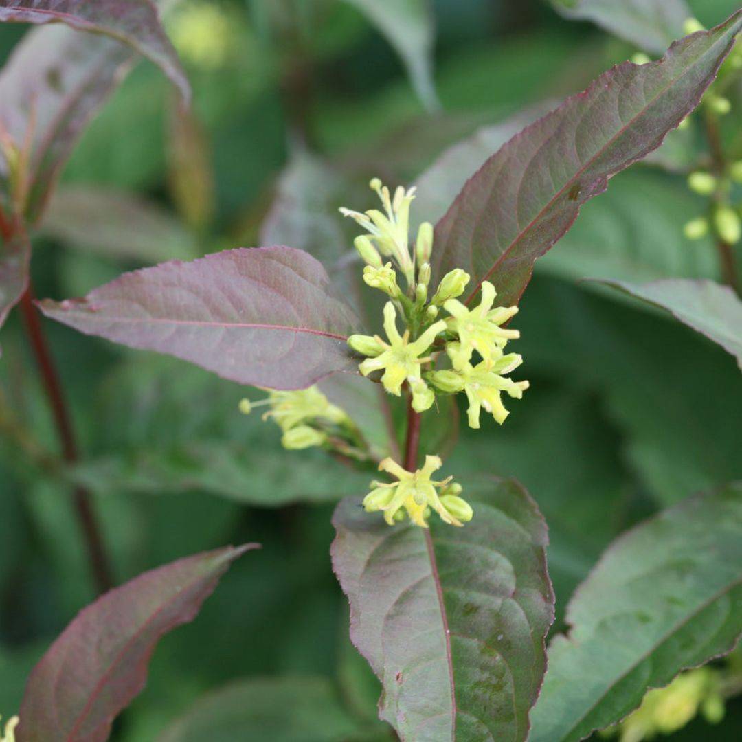 7 ShadeTolerant Pollinator Plants For Your Garden